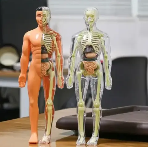 Cuerpo Humano Anatomix